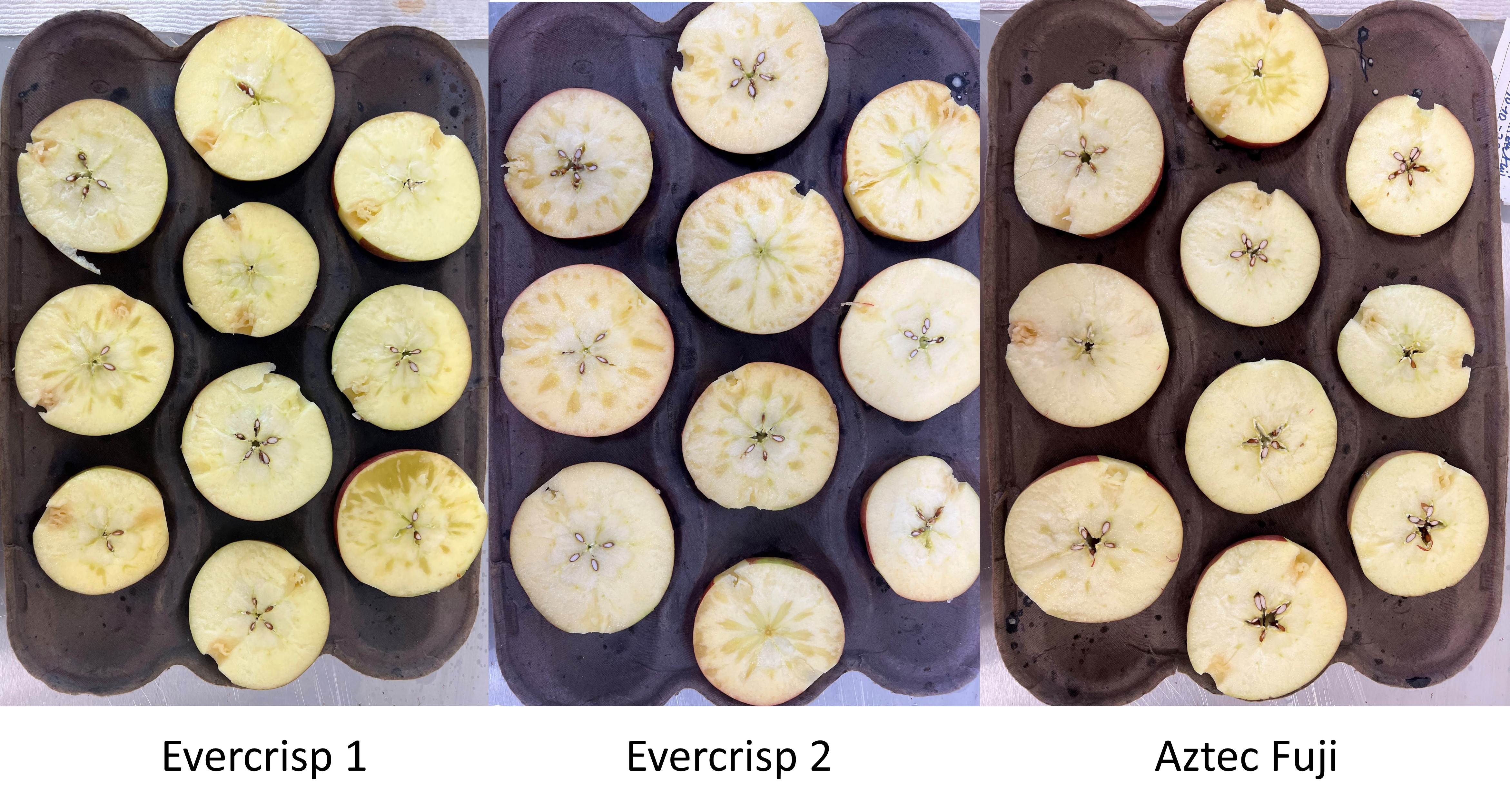 Watercore in apples.