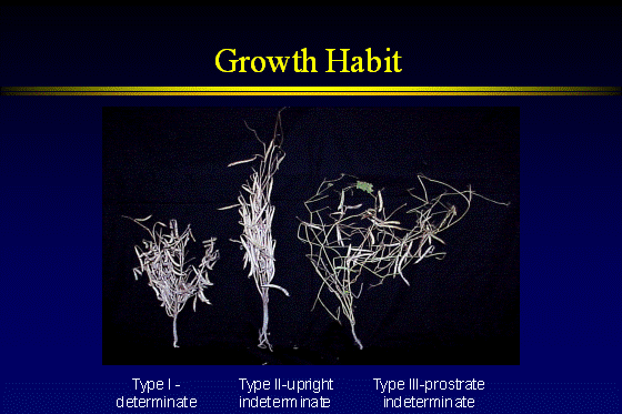 Growth Habit Growth Habit