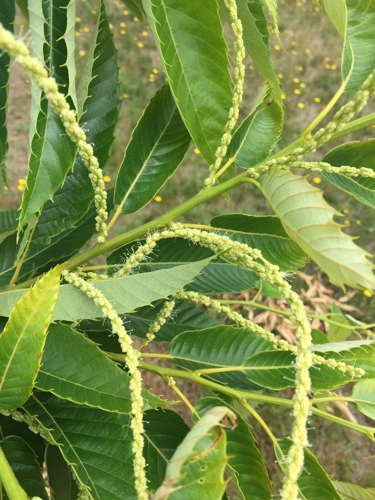 Marigoule development