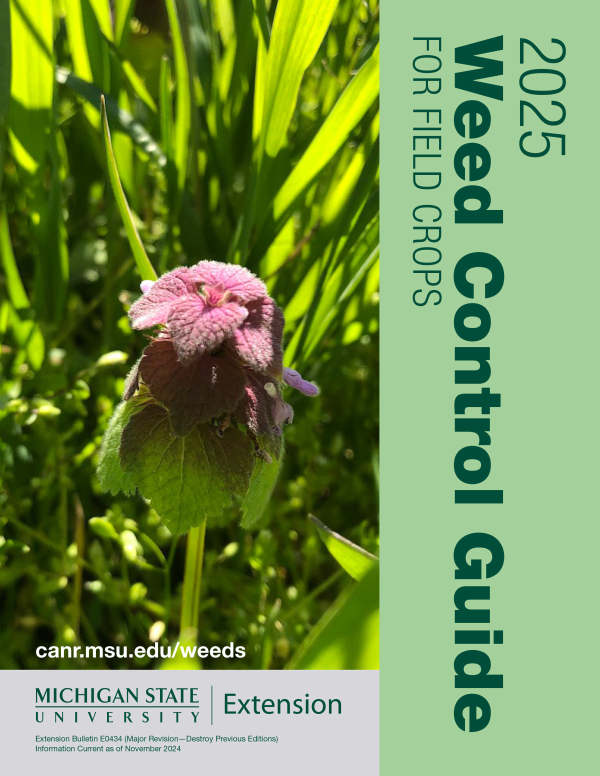 Purple deadnettle growing in winter wheat.