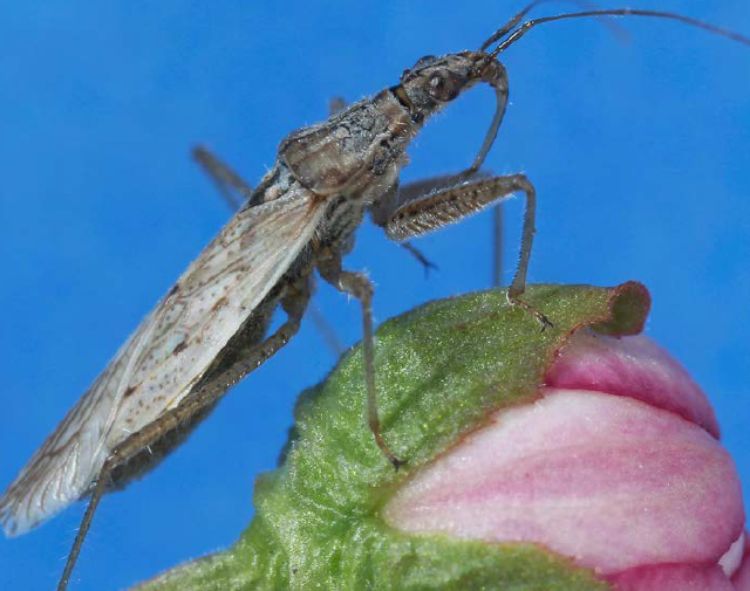 A damsel bug perched on a leaf.