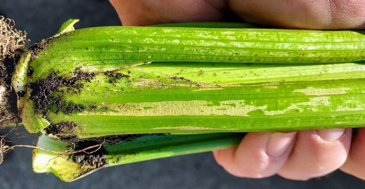 green celery with light green markings throughout and dirt on the roots