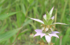 Spotted bee balm