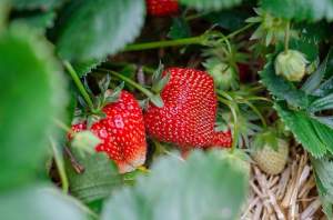 Plant science at the dinner table: Strawberries