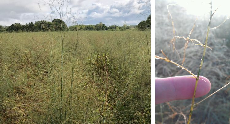 Skeletonized looking asparagus fern plants, caused by asparagus beetle feeding.