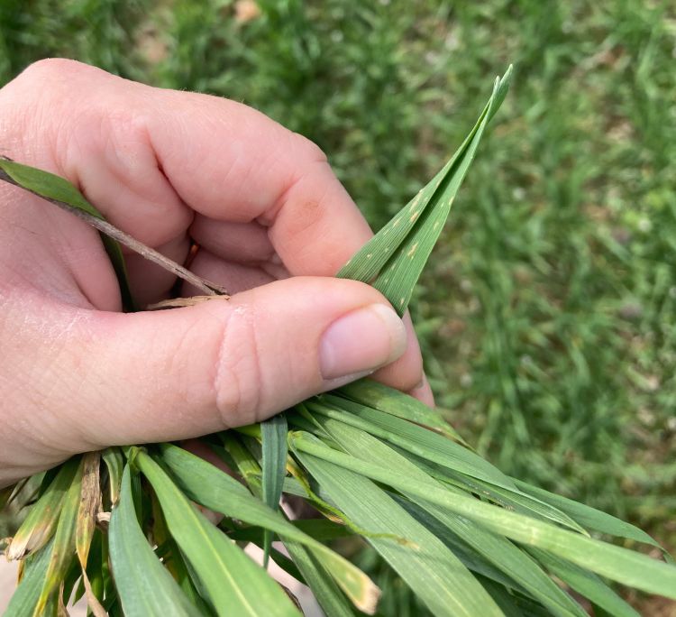 A hand holding a wheat plant.