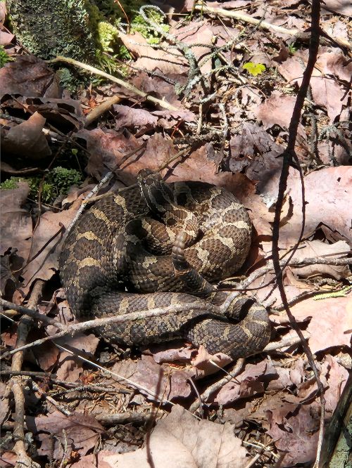 For decorative purposes.