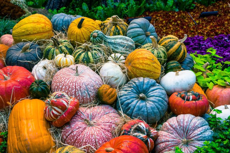 A variety of different kinds and colored pumpkins and gourds.