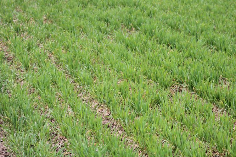 Wheat growing in a field.
