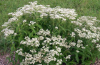 Common boneset