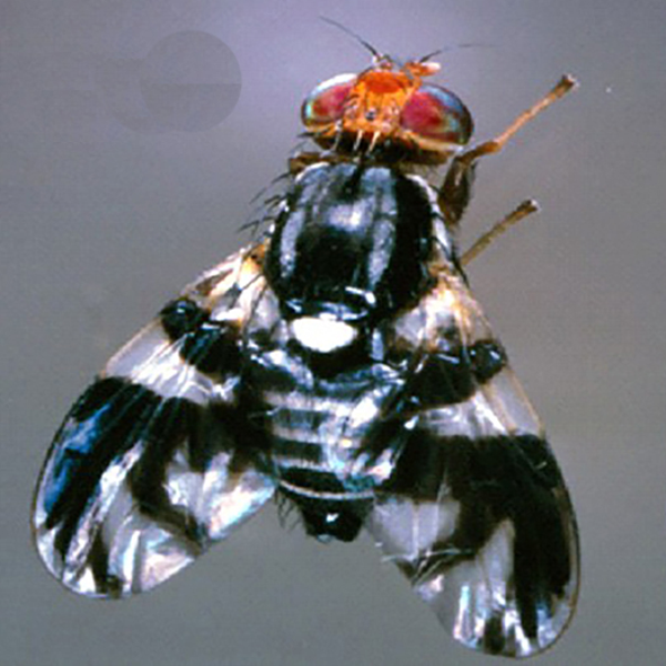 The adult form of the blueberry maggot.