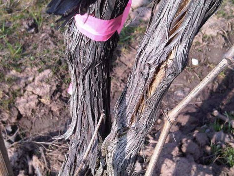 Winter injury and trunk damage in grapevine caused by crown gall.
