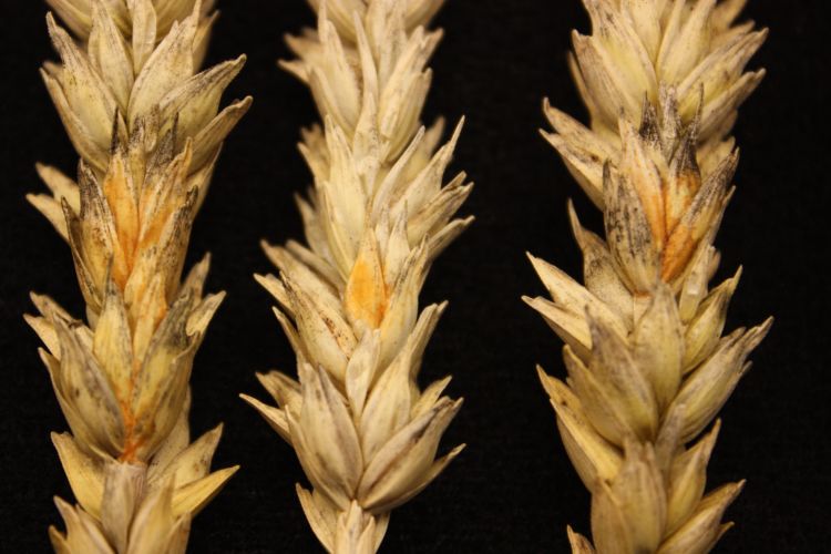 Fusarium graminearum infection on wheat.