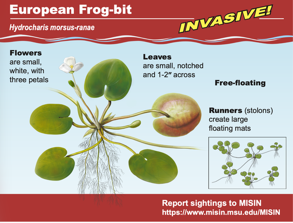Diagram of an invasive aquatic plant, European frog-bit. Diagram illustrates an aquatic free-floating plant with small, notched leaves 1-2 inches across. It produces small white flowers with three petals and yellow centers, and runners create large floating mats of this plant.