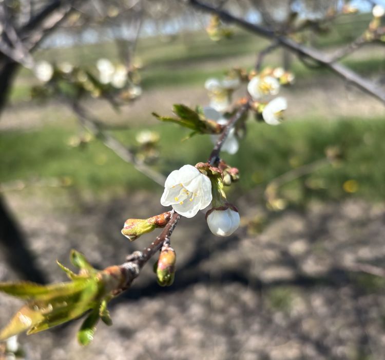 A closeup of Montmorency cherry buds on a tree.