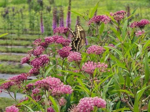 Butterfly on wildflowers.