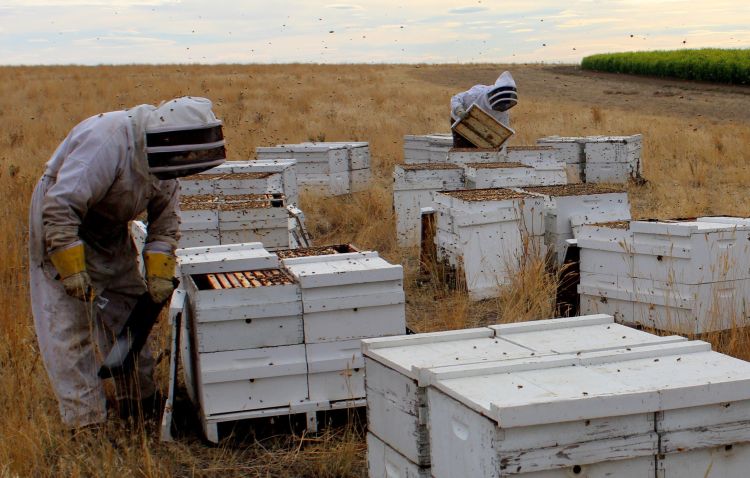 Beekeepers inspect colonies in a commercial apiary.