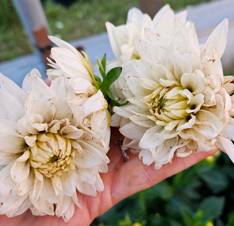 Dahlia flowers with severe thrips feeding damage.