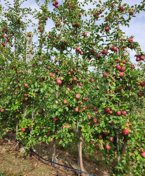 Aztec Fuji apple tree.