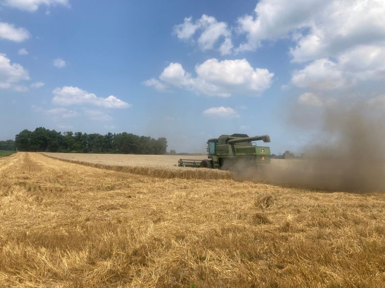 Harvest equipment in a field of wheat.