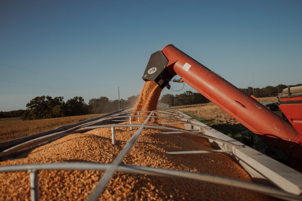 Combine harvesting soybeans