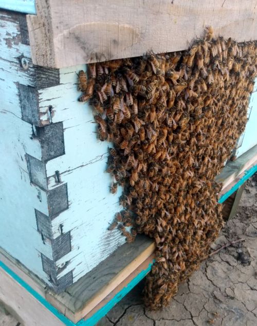 Many honey bees clustered on the front of a bee hive.
