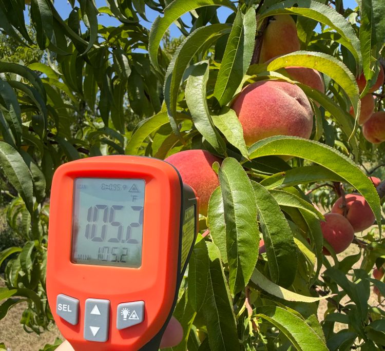 A thermometer reading 105.2 degrees next to peaches on a tree.