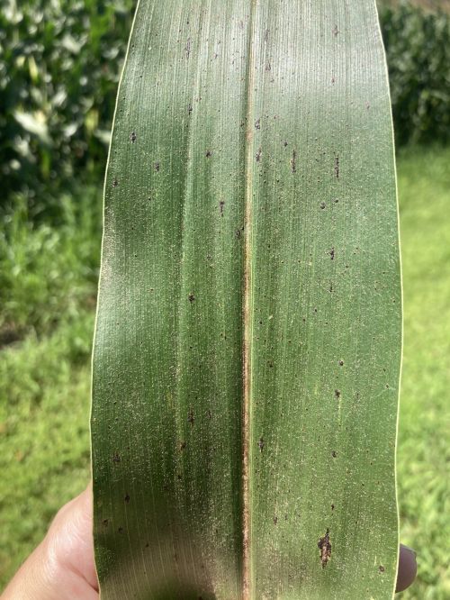 Corn leaf with black spots.