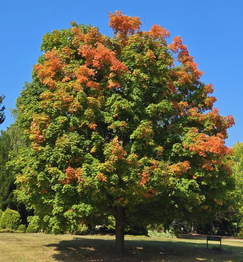 A large sugar maple tree whose green leaves are starting to turn orange.