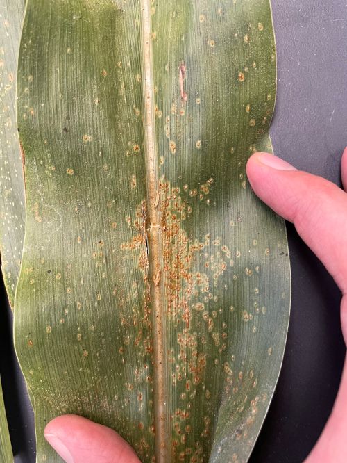 A leaf of a corn plant with some brown scabbing.