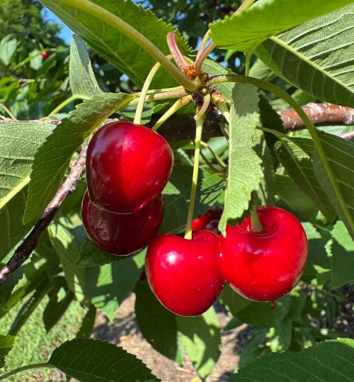 Red, sweet Ulster cherries hanging from a tree.