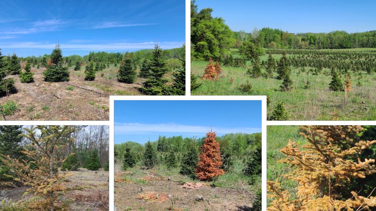 Various Christmas trees showing decline and mortality due to Armillaria root rot.