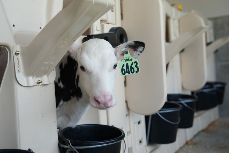 black and white faced calf in a white calf house