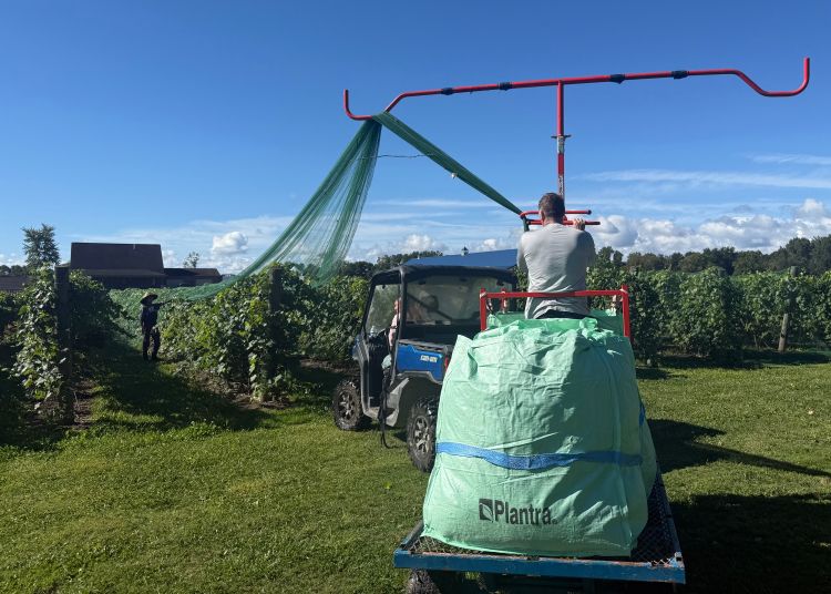 Person using equipment to drape netting over vineyard rows, with grapevines and blue sky in background.