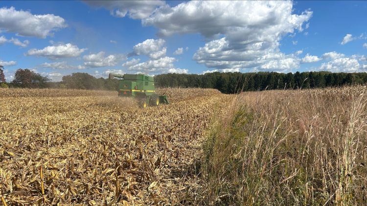 green combine harvesting in a beige field of dried corn stalks