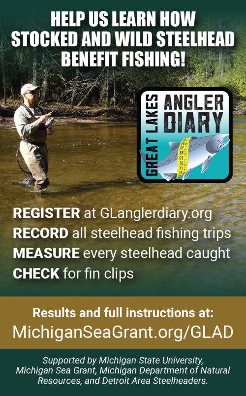 Help us learn how stocked and wild steelhead benefit fishing. Register at GLanglerdiary.org. Record all steelhead fishing trips. Measture every steelhead caught. Check for fin clips. Results and full instructions at michiganseagrant.org/GLAD