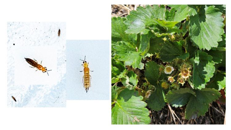 Left: Close-up of flower thrips. Right: Strawberry plant showing unpollinated flowers and distorted, crinkled leaves due to Cyclamen mite feeding.