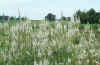 Culver's root