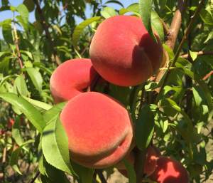 Plant science at the dinner table: peaches