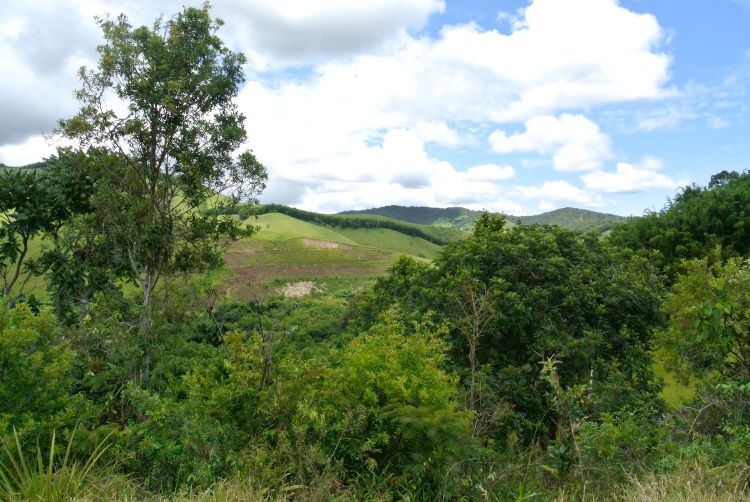 Fields and forest in Brazil