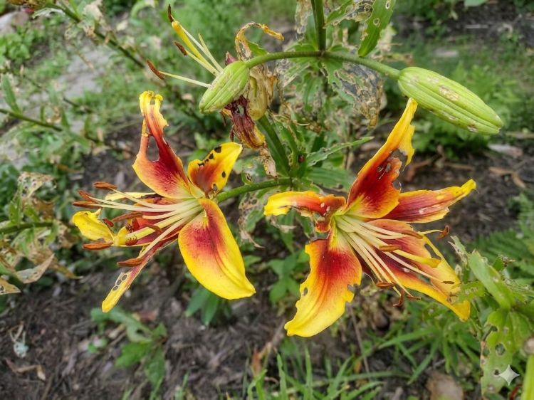 Alt text: Close-up of two orange-and-yellow tiger lilies showing extensive feeding damage. The petals have irregular holes and missing sections while surrounding leaves are heavily skeletonized.