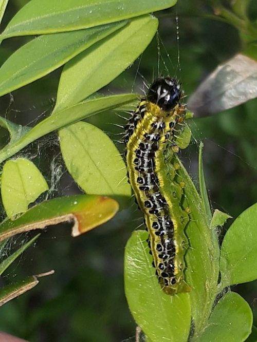 Box tree moth caterpillar. Photo by Markus Krieger, via Wikimedia Commons.