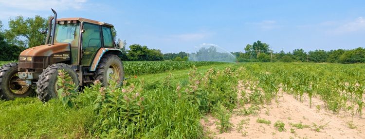 A tractor sits in a sweet corn field with an irrigator pumping water out in the background.