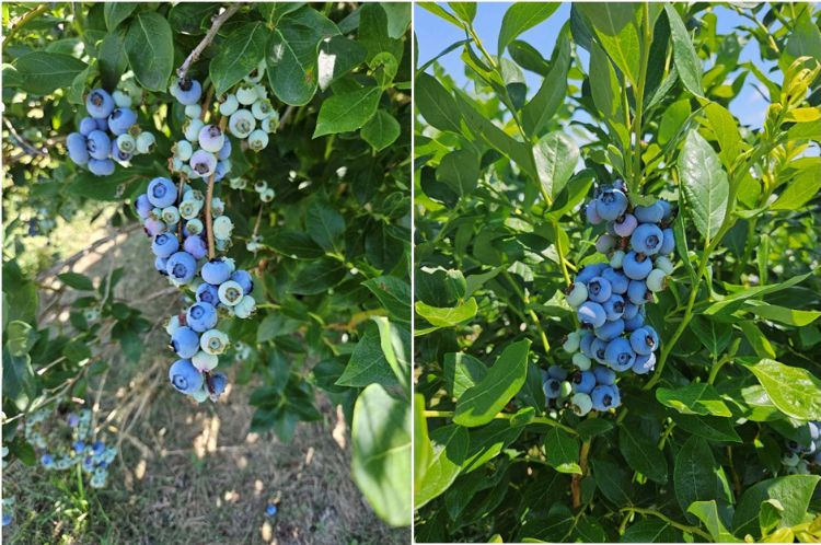 Assorted ripeness of blueberries on a bush.