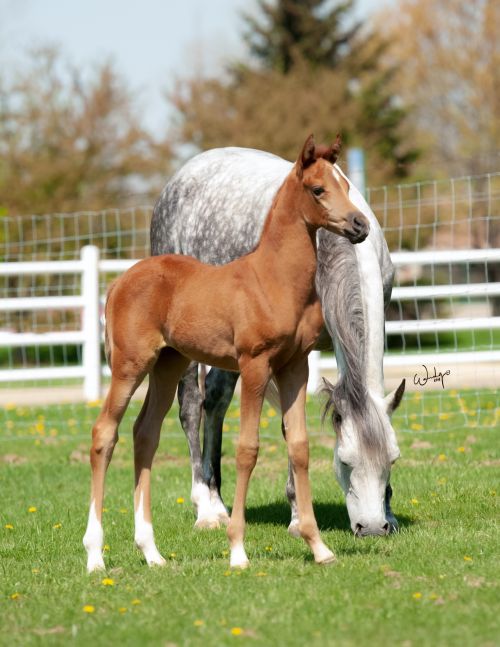a gray horse with her brown foal