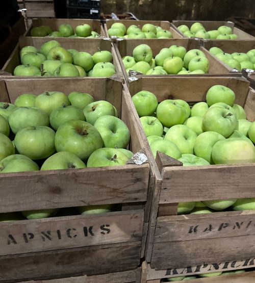Green apples in wooden crates in storage.