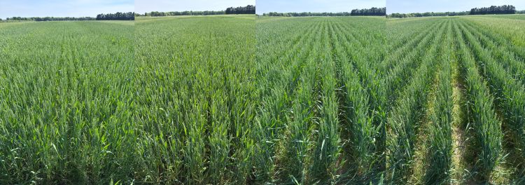 Plots of winter wheat planting at 5-, 7.5-, 10- and 15-inch row spacing.