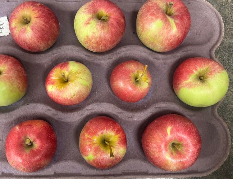 Nine Ida Red apples displayed in a purple produce tray.