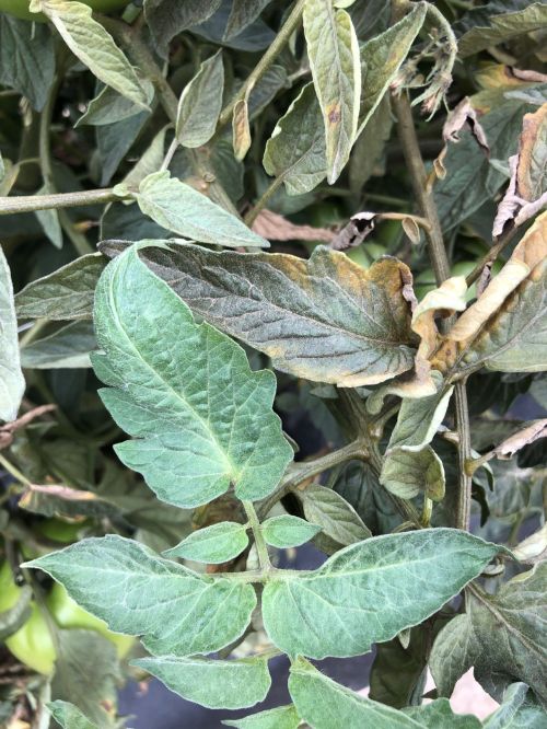 A black/bronzed leaf from a tomato plant affected by tomato russet mite and a healthy green leaf.