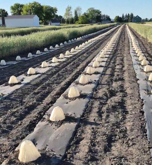Rows of newly planted crops covered with small white protective domes stretch across a farm field lined with black plastic mulch.